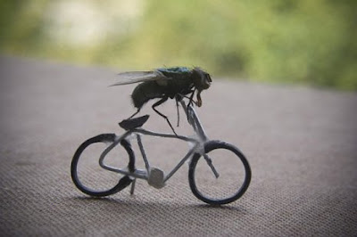 mosca ciclista