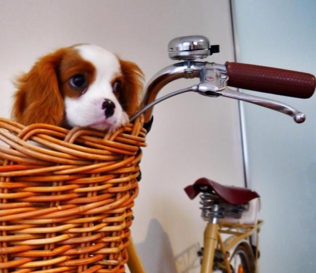 Gorgeous, Genuine Vintage Womens Bike