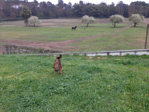 rafeiro vs ciclista 1