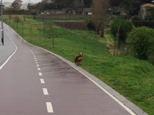rafeiro vs ciclista 2