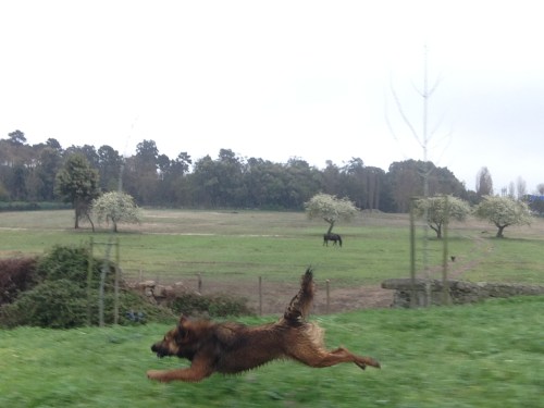 rafeiro vs ciclista 3